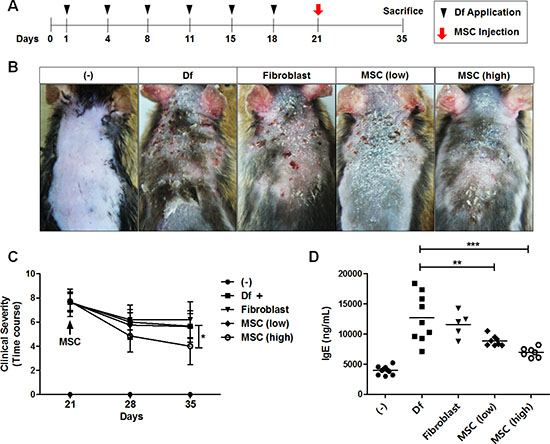 Therapeutic effect of i.v. injected hAT-MSCs in AD mice.