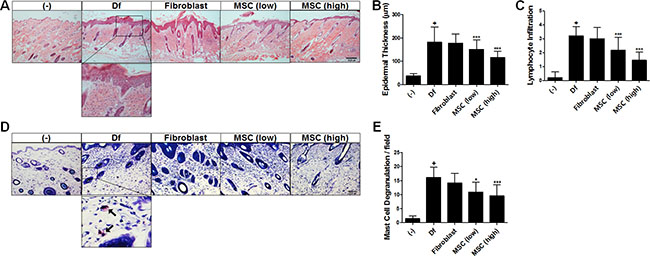 Histopathological analysis of hAT-MSC efficacy in AD mice.