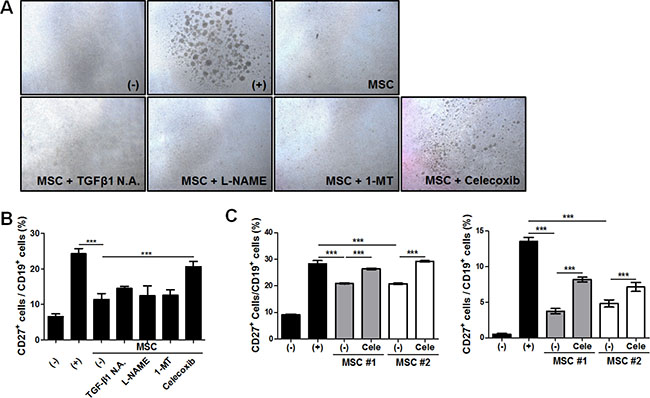 COX-2 signaling-mediated suppressive effect of hAT-MSCs on B cell function.