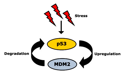 Autoregulatory feedback loop between p53 and its negative regulator, MDM2.