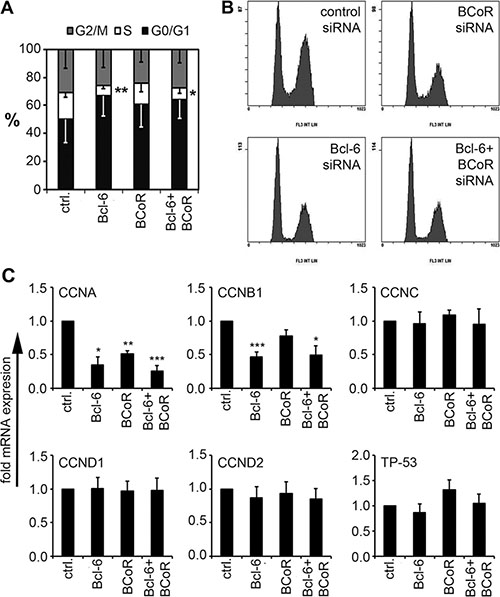 Impact of Bcl-6/BCoR silencing on endothelial cell cycle distribution.