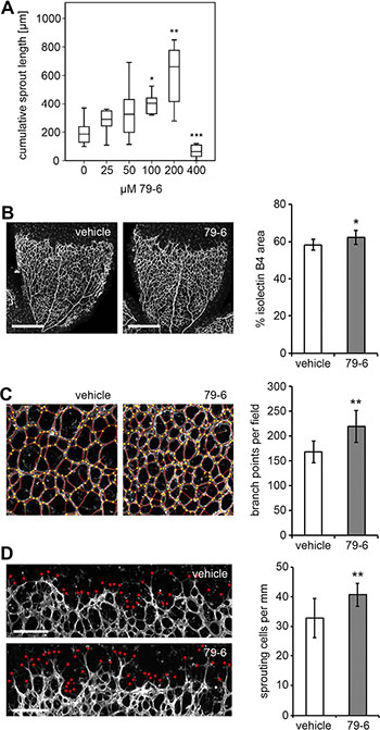 Impact of the Bcl-6 inhibitor 79-6 on capillary sprouting in vitro and in vivo.