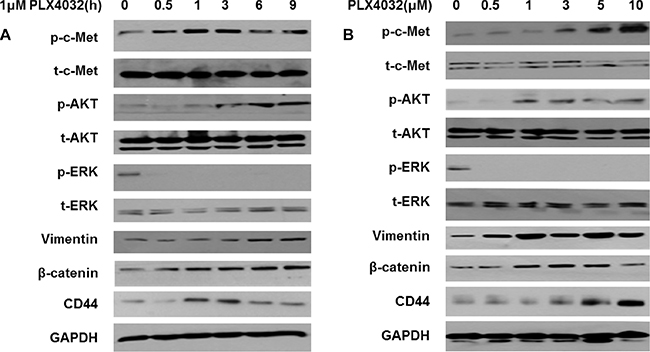 PLX4032 treatment increases EMT via over-expression of PI3K/AKT pathway mediated by p-c-Met in 8505C.