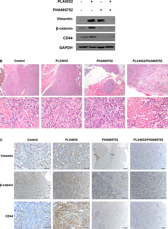 Effects on EMT following PLX4032 and PHA665752 treatment in a xenograft mouse model orthotopically injected with 8505C cells.