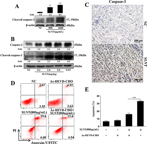 SLNT induced HT-29 cell apoptosis by activation of caspase-3 in cells and in tumors.