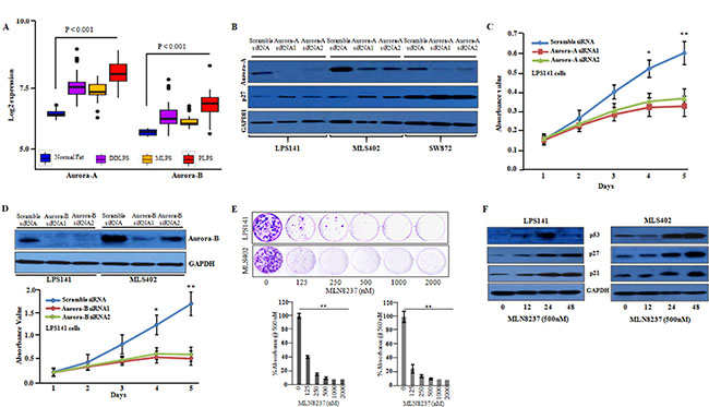 Inhibition of aurora-A and aurora-B decreased the cellular growth of liposarcoma cells.
