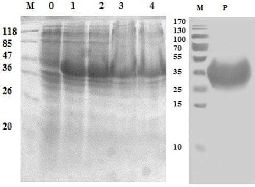 Expression and purification of rHcES-24 protein after induction with 1mM IPTG.
