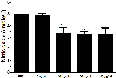 Effects of rHcES-24 on nitric oxide production by PBMCs