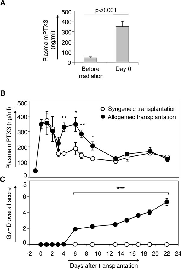 Monitoring of mPTX3 in the plasma of C57Bl/6 mice given either syngeneic or allogeneic transplantation.