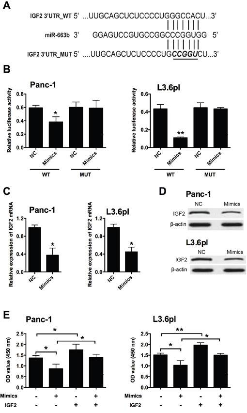 IGF2 was a downstream target of miR-663b in pancreatic cancer cells.