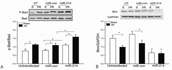 Increased expression of miR-214 suppresses Bim expression and increases Bad phosphorylation in the myocardium following myocardial I/R.