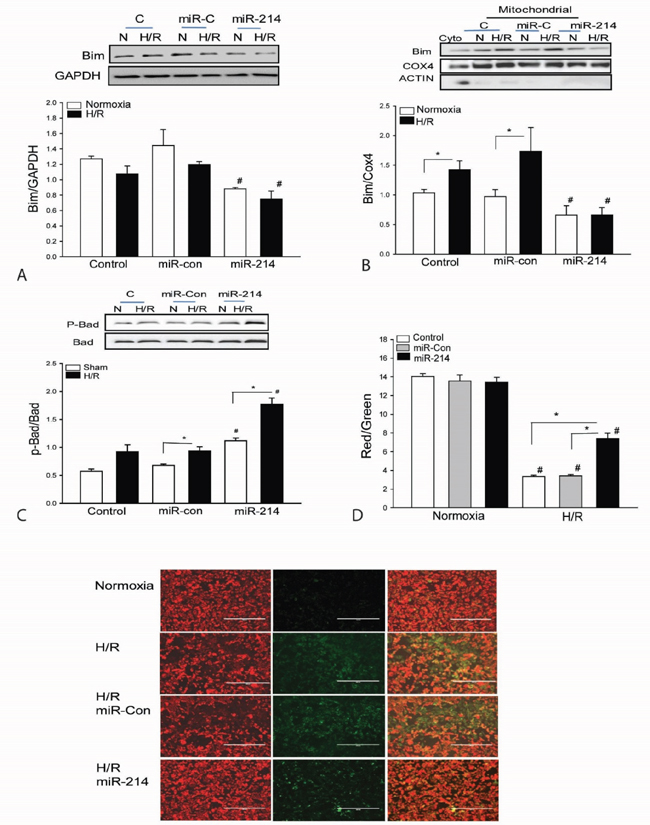 Increased expression of miR-214 suppresses the expression and mitochondrial translocation of Bim1 and increases the levels of phosphorylated Bad in cardiomyoblasts H9C2 cells.