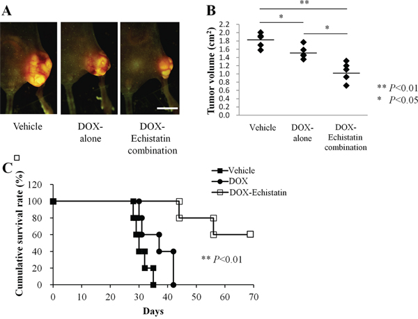 Efficacy of echistatin in combination with DOX on the 143B-LM4 orthotopic model in nude mice.