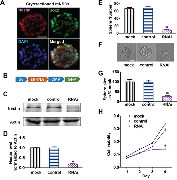Nestin knockdown-induced growth arrest of mNPCs in vitro.