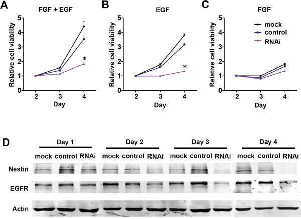 NestinNestin knockdown downregulates EGFR expression in mNPCs.