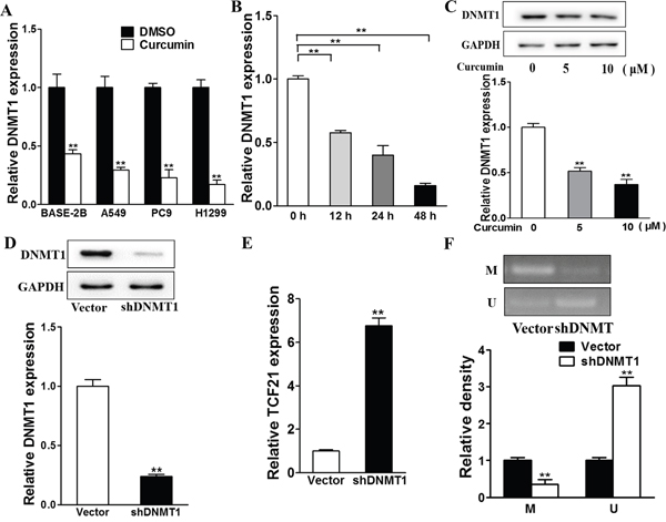 TCF21 is modified by DNA methylation transferase DNMT1 downregulated by curcumin.