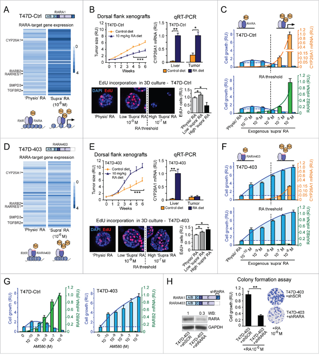 Evidence that regulation of breast cancer cell growth by RA implicates, in addition to the RARA transcriptional function, another RARA function.