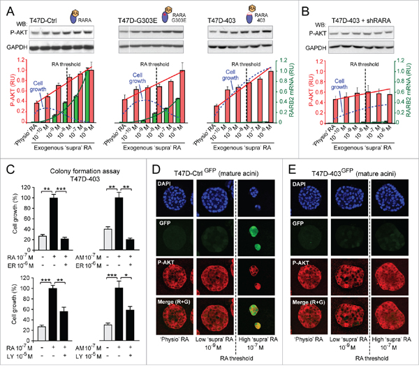 Evidence of combinatorial effects of both RA-RARA-mediated transcriptional activation and RA-RARA-mediated PI3K activation on breast cancer cell growth.