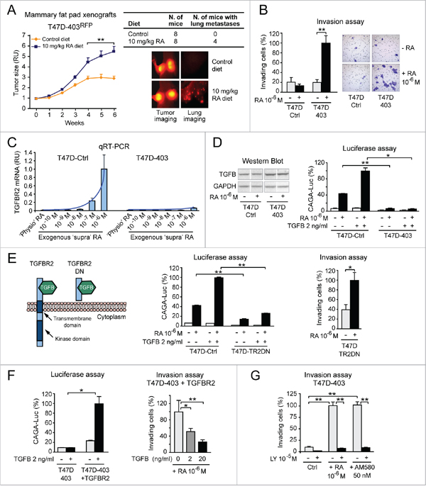 RA promotes breast cancer cell invasion via RARA-PI3K when it cannot reactivate transcriptionally silent tumor suppressor RARA-target genes: A proof of concept.