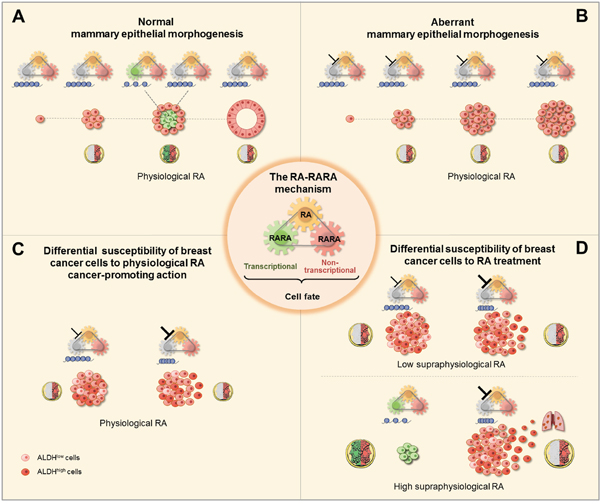 Scheme of the RA-RARA epigenetic mechanism of breast (cancer) epithelial cell fate (center).