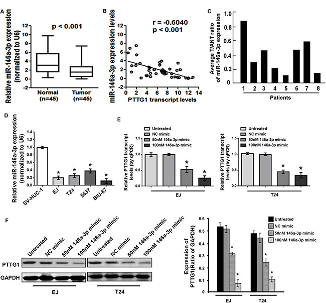 miR-146a-3p was downregulated in BC cells and tissues.