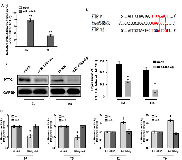 PTTG1 was the target of miR-146a-3p.