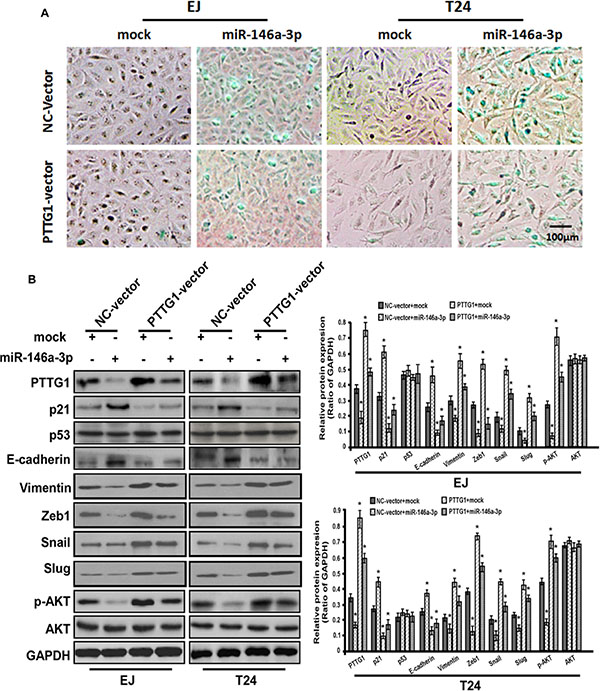miR-146a-3p overexpression induced senescence in a PTTG1-dependent manner.