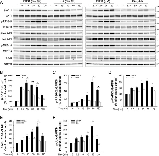 OHOA stimulates cellular signaling.