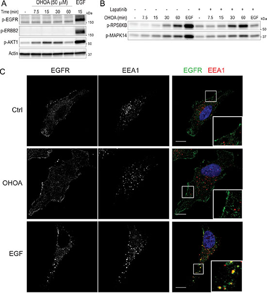 OHOA does not activate or internalize the EGFR.