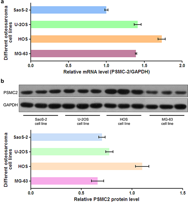 The mRNA level and protein expression of PSMC2 in osteosarcoma cells.