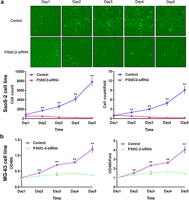 Effect of PSMC2 knockdown on osteosarcoma cell growth.