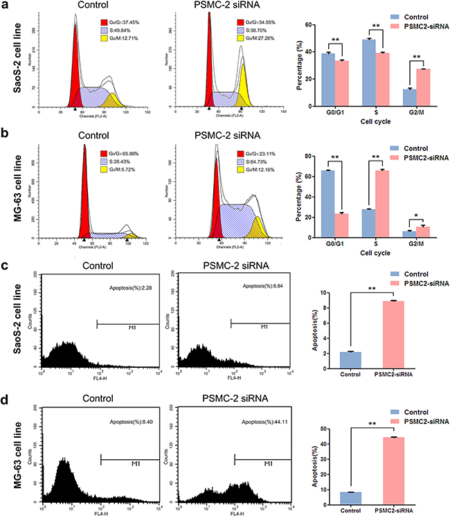 Consequences of PSMC2 silencing on cell cycle progression and apoptosis in osteosarcoma cells.