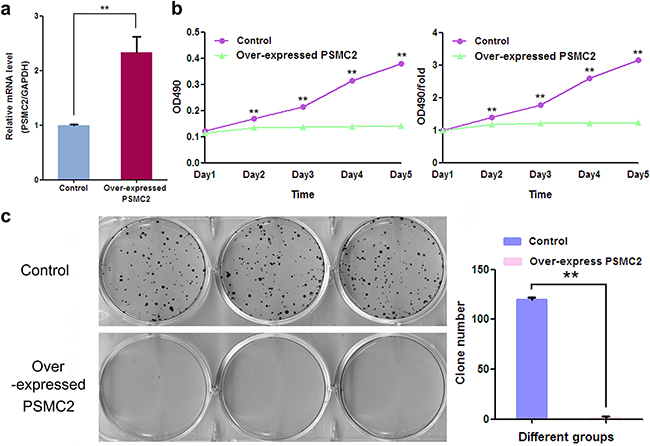 The effect of exogenously enforced PSMC2 expression on osteosarcoma cell growth.