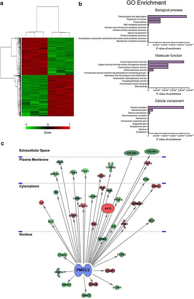 Global changes in osteosarcoma cell transcriptome following knockdown of PSMC2 expression.