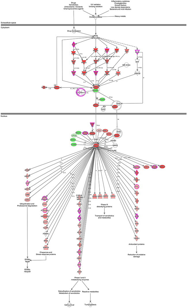 IPA identified proteins networks showing inter-relationships and pathways.