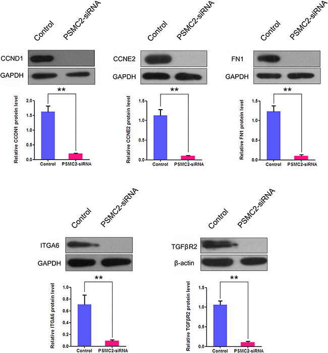 The effects of PSMC2 silence on ITGA6, FN1, CCND1, CCNE2 and TGF&#x03B2;R2 in osteosarcoma cells.