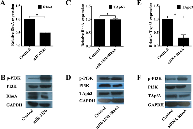miR-133b regulates TAp63 expression through the RhoA and PI3K/Akt pathways.