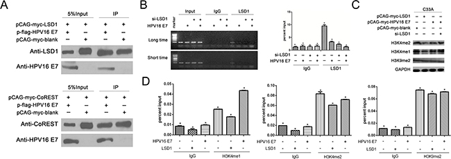The effect of LSD1 and HPV16 E7 gene modulation on epigenetic change on the Viemntin promoter.