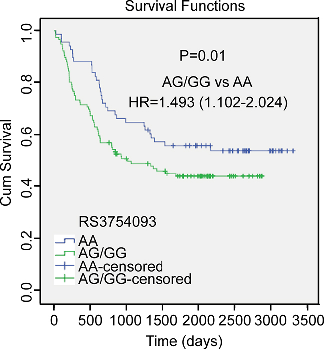 Kaplan-Meier overall survival curve for HCC patients based on rs3754093 genotypes.