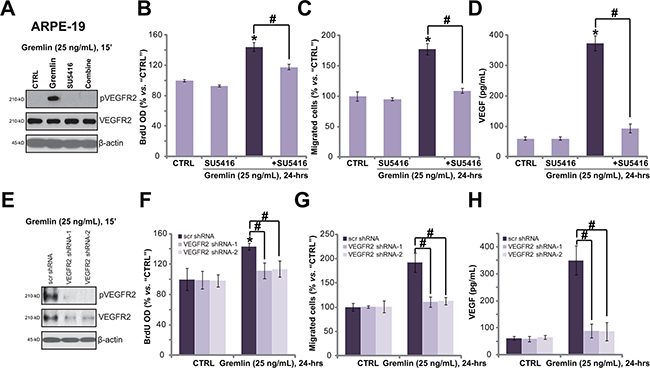 VEGFR2 activation is required for gremlin-exerted pleiotropic functions in ARPE-19 cells.