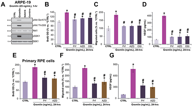 Akt-mTORC2 activation is required for gremlin-induced pleiotropic functions in RPE cells.