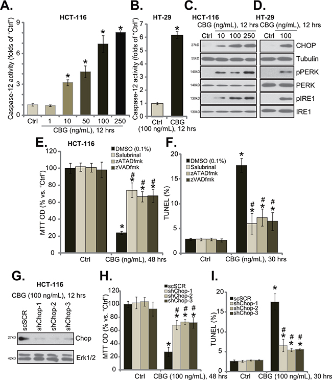 CBG-mediated CRC cell death is associated with ER stress activation.