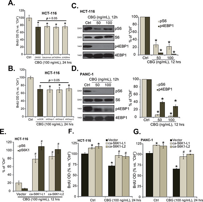 CBG inhibits mTORC1 activation in CRC cells.