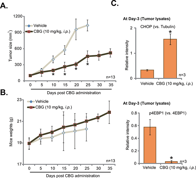 Cinobufagin (CBG) inhibits HCT-116 tumor growth in nude mice.
