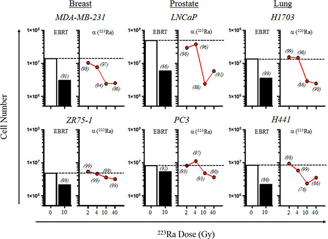 223Ra alpha radiation inhibits tumor proliferation, with minimal effects on cell viability.