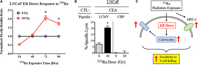 223Ra activates the ER stress response in LNCaP cells.