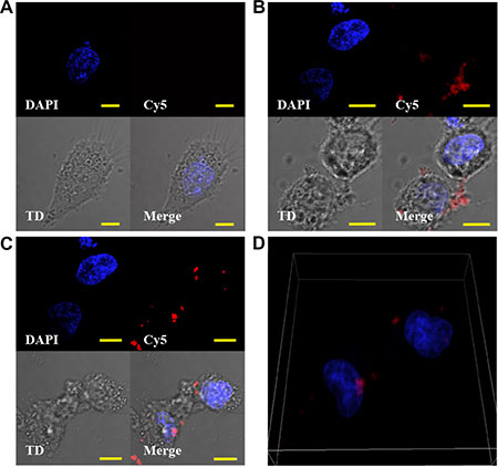 4LB5-HP-RNase is internalized by TNBC cells.