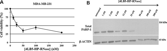 Effects of 4LB5-HP-RNase on cancer cell apoptosis.