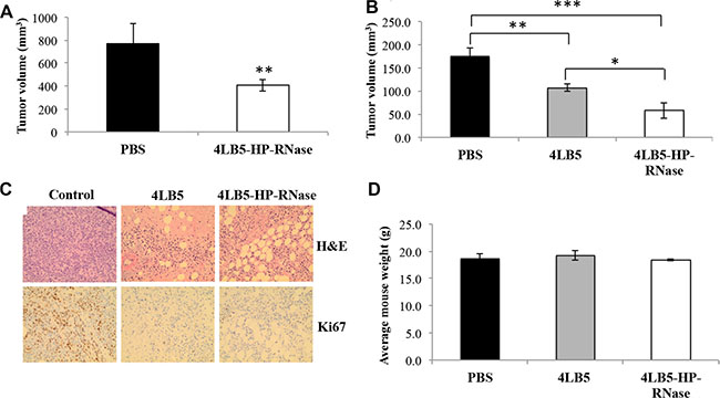 In vivo effects of 4LB5-HP-RNase on NCL-positive tumors induced in mice by using MDA-MB-231 breast cancer cells.