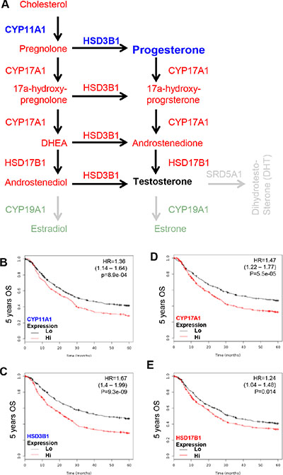 KM plotter evaluation of sex steroid lipidome related enzyme, including CYP11A1, CYP17, HSD3B1 and HSD17B1 in GCa 5-year OS.